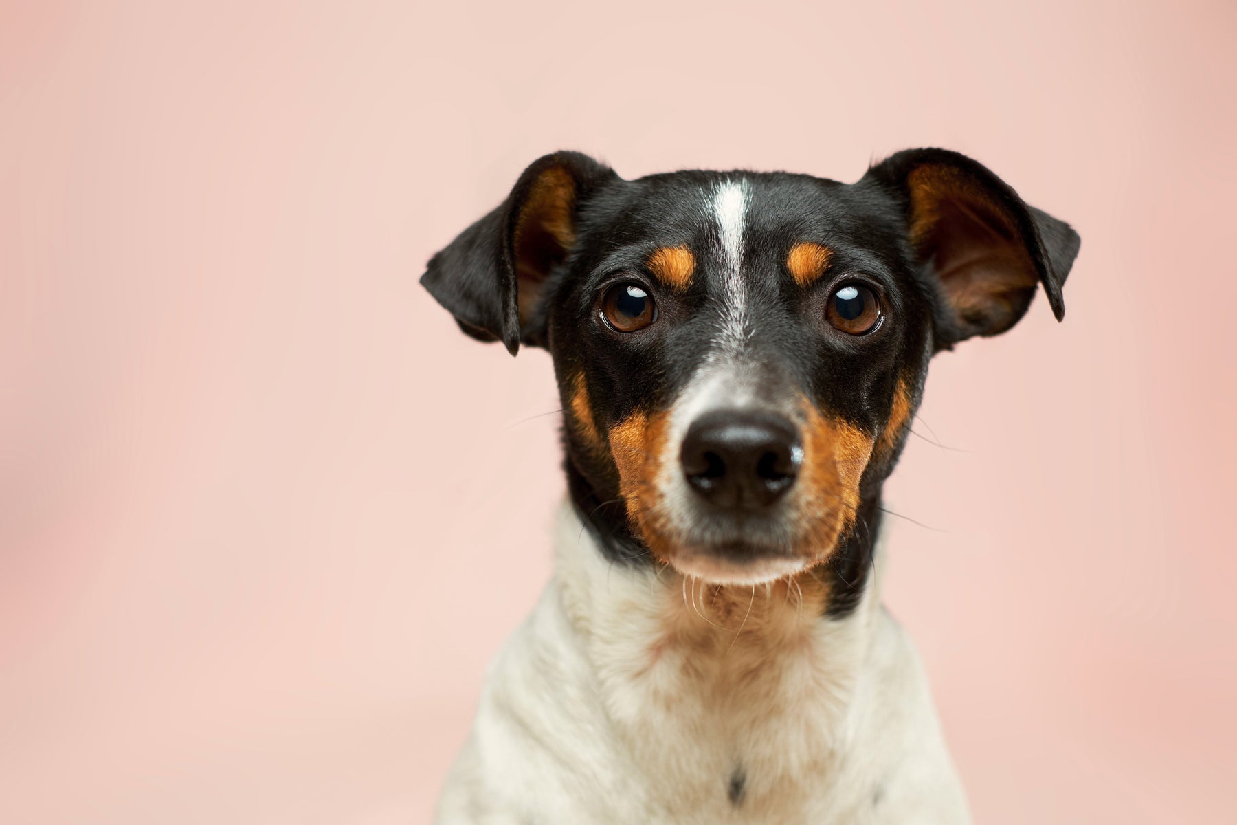 CBD for Pet Anxiety: What the Latest Research Says
